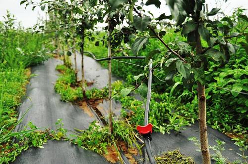 蘋果園水肥一體化技術有哪些要點？